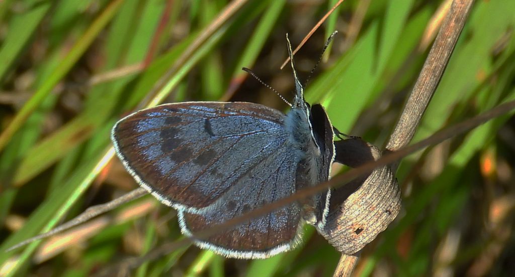 Modraszek arion (Phengaris arion)