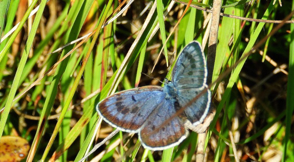 Modraszek arion (Phengaris arion)