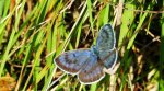 Modraszek arion (Phengaris arion)