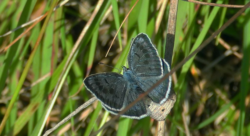 Modraszek arion (Phengaris arion)