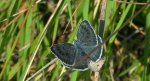 Modraszek arion (Phengaris arion)