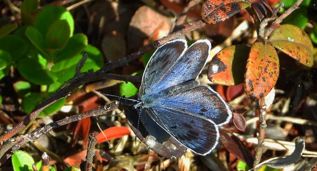 Modraszek arion (Phengaris arion)