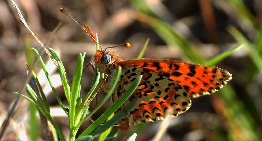 Przeplatka didyma (Melitaea didyma)
