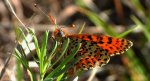 Przeplatka didyma (Melitaea didyma)
