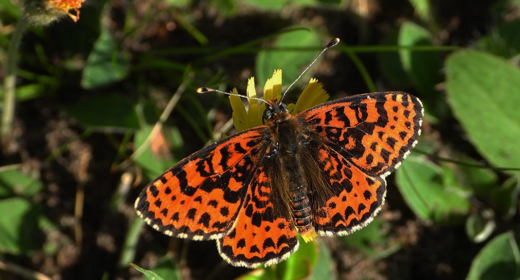Przeplatka didyma (Melitaea didyma)