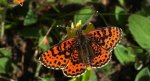 Przeplatka didyma (Melitaea didyma)