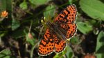 Przeplatka didyma (Melitaea didyma)