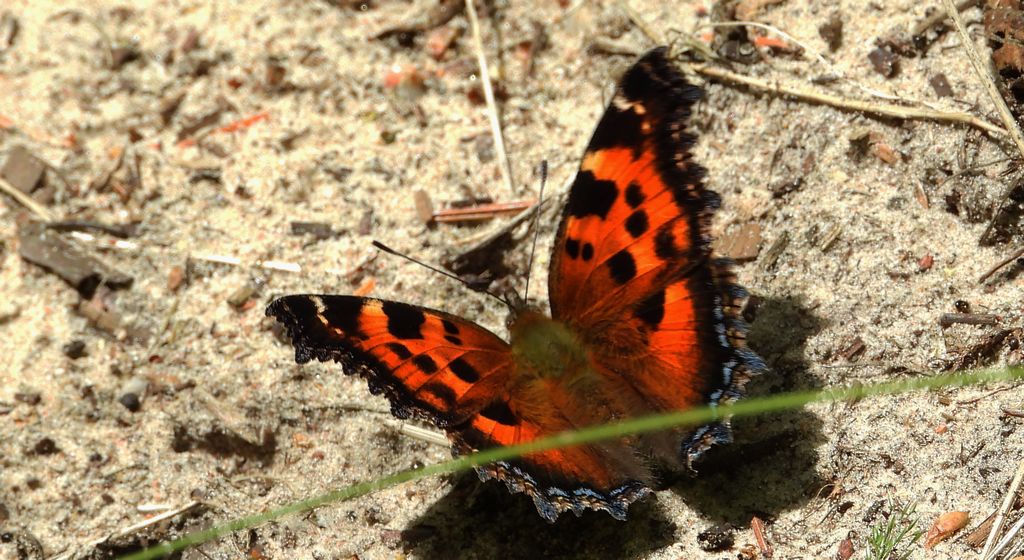 Rusałka drzewoszek (Nymphalis xanthomelas)