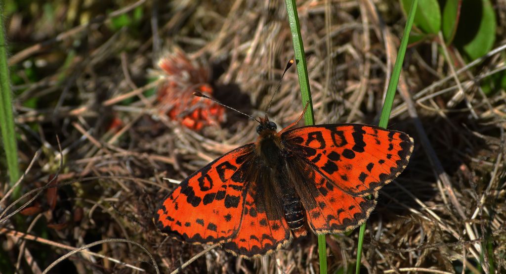 Przeplatka didyma (Melitaea didyma)