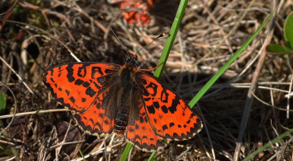 Przeplatka didyma (Melitaea didyma)