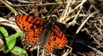 Przeplatka didyma (Melitaea didyma)