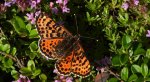 Przeplatka didyma (Melitaea didyma)