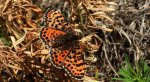 Przeplatka didyma (Melitaea didyma)