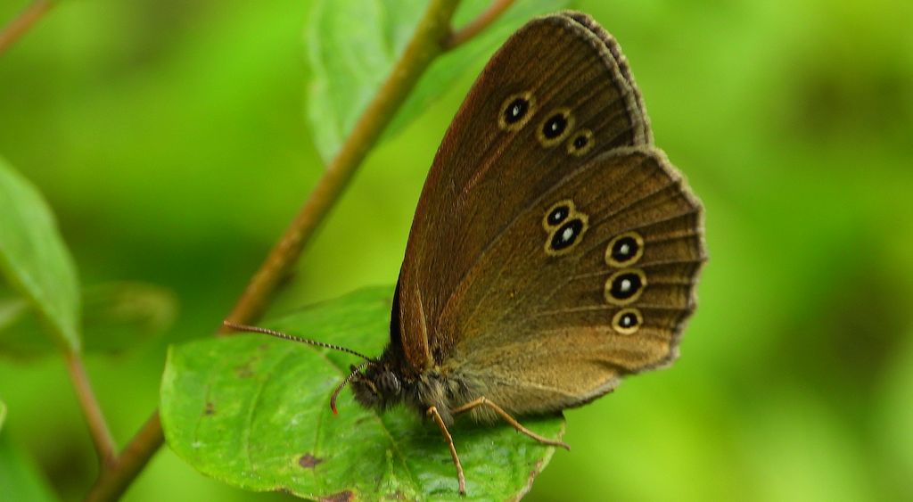 Przestrojnik trawnik (Aphantopus hyperantus)