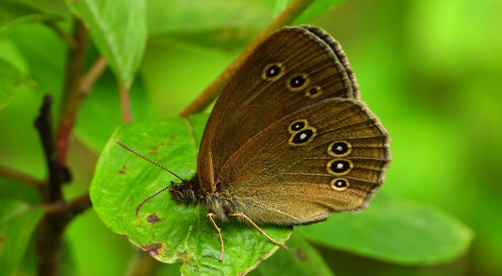 Przestrojnik trawnik (Aphantopus hyperantus)