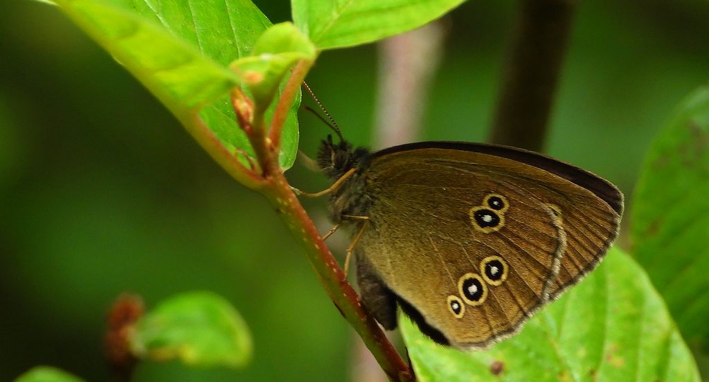 Przestrojnik trawnik (Aphantopus hyperantus)