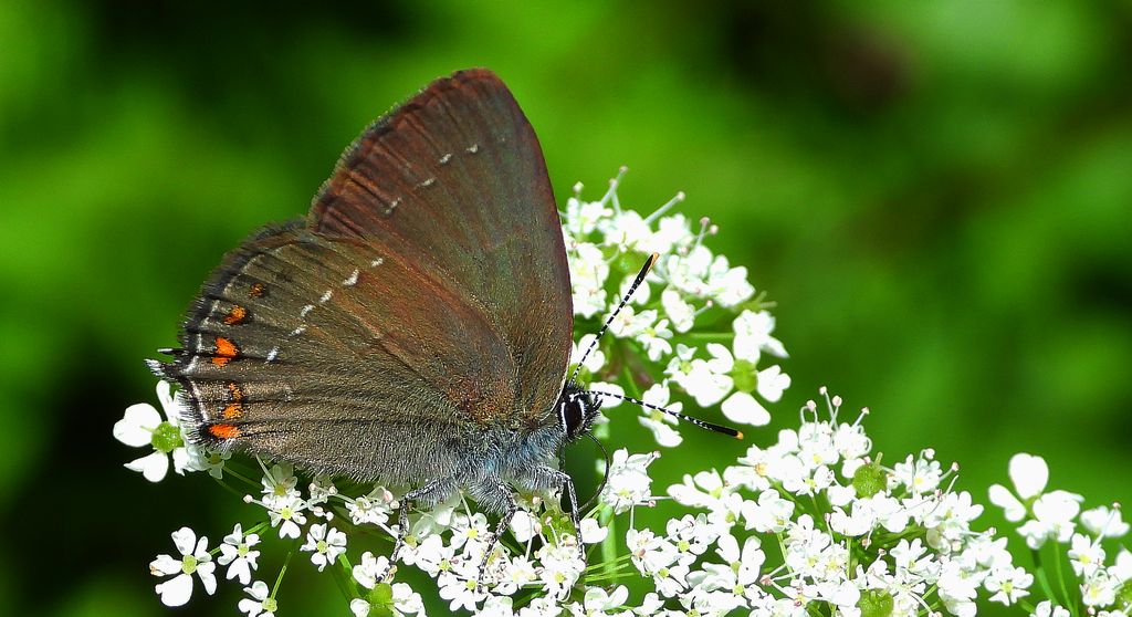 Ogończyk ostrokrzewowiec (Satyrium ilicis)