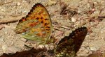 Dostojka adype, perłowiec adype (Argynnis adippe)