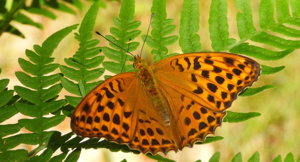 Dostojka malinowiec, perłowiec malinowiec (Argynnis paphia)