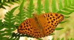 Dostojka malinowiec, perłowiec malinowiec (Argynnis paphia)