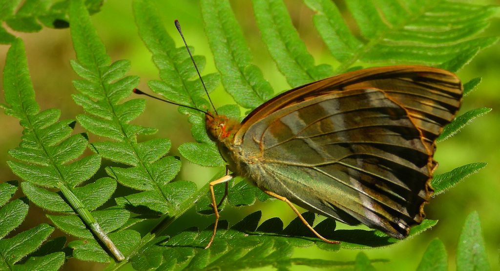 Dostojka malinowiec, perłowiec malinowiec (Argynnis paphia)