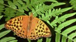 Dostojka malinowiec, perłowiec malinowiec (Argynnis paphia)