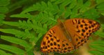 Dostojka malinowiec, perłowiec malinowiec (Argynnis paphia)