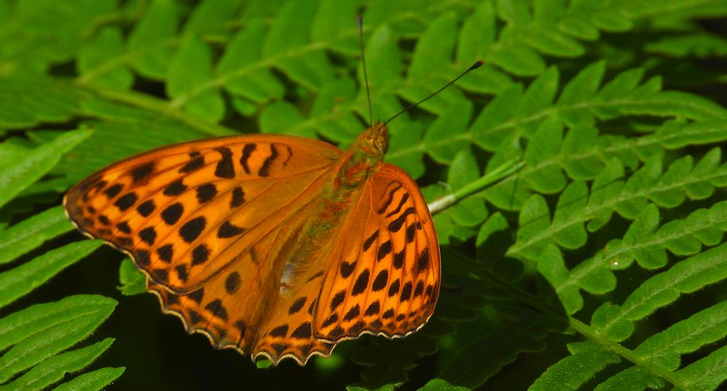 Dostojka malinowiec, perłowiec malinowiec (Argynnis paphia)
