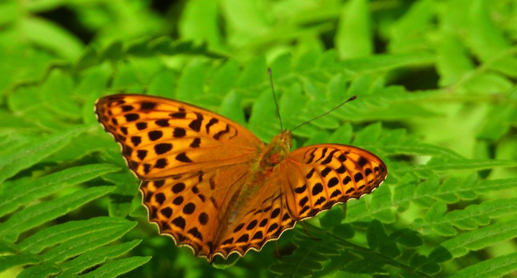 Dostojka malinowiec, perłowiec malinowiec (Argynnis paphia)