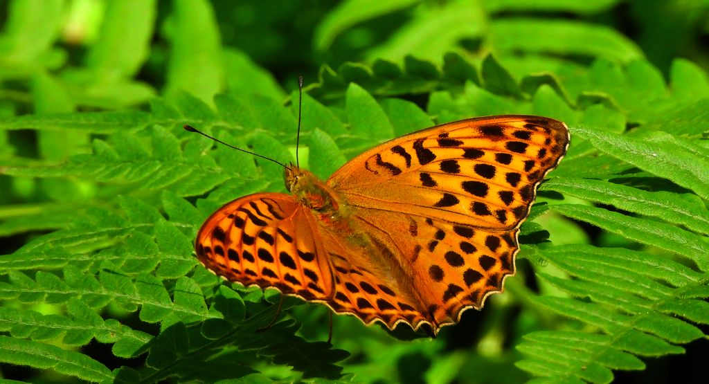 Dostojka malinowiec, perłowiec malinowiec (Argynnis paphia)