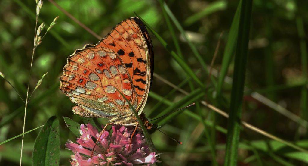 Dostojka adype, perłowiec adype (Argynnis adippe)