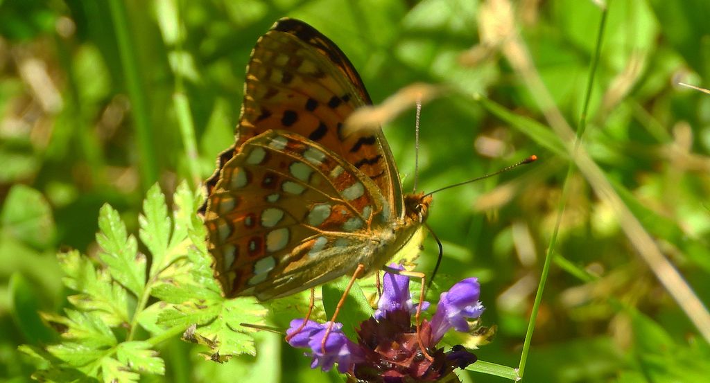 Dostojka adype, perłowiec adype (Argynnis adippe)