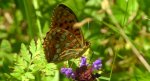 Dostojka adype, perłowiec adype (Argynnis adippe)