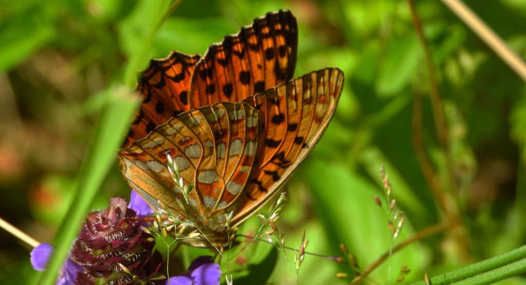 Dostojka adype, perłowiec adype (Argynnis adippe)