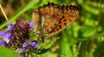 Dostojka adype, perłowiec adype (Argynnis adippe)