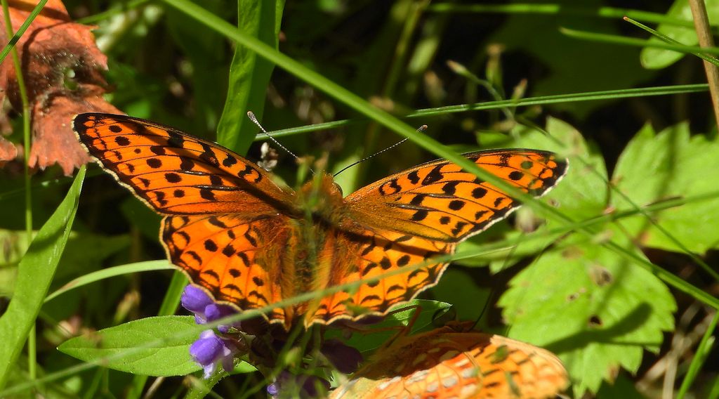 Dostojka adype, perłowiec adype (Argynnis adippe)