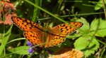 Dostojka adype, perłowiec adype (Argynnis adippe)