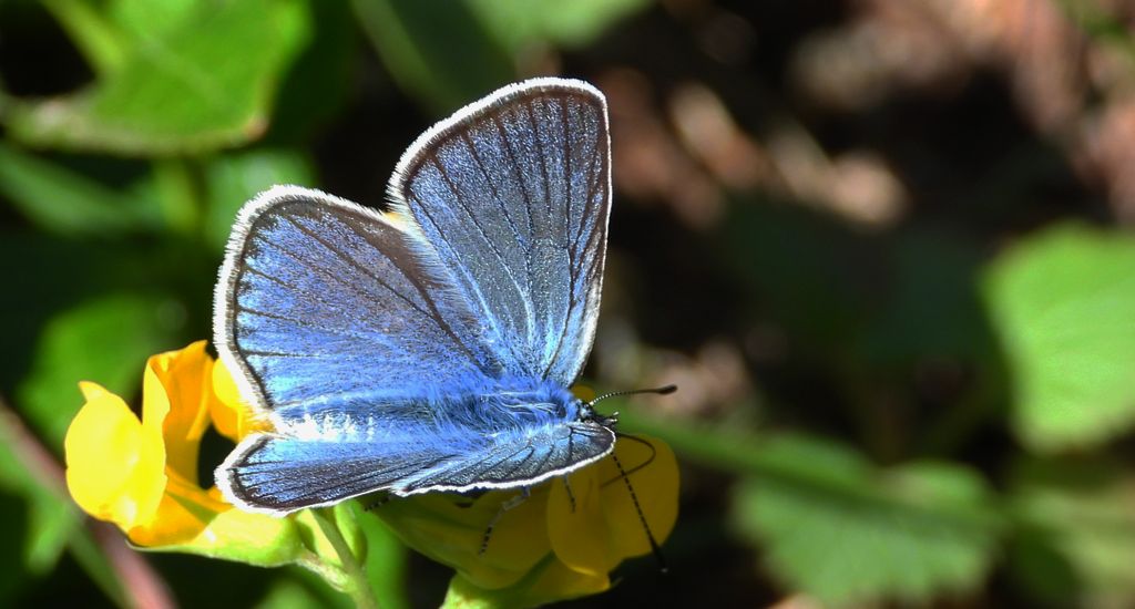 Modraszek amandus (Polyommatus amandus)