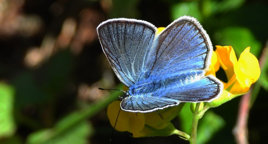 Modraszek amandus (Polyommatus amandus)