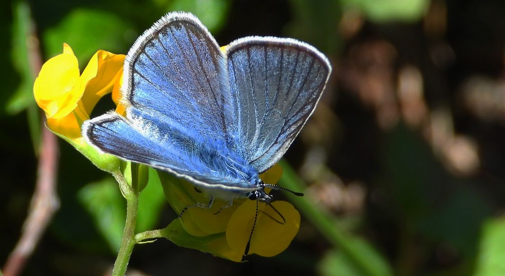 Modraszek amandus (Polyommatus amandus)