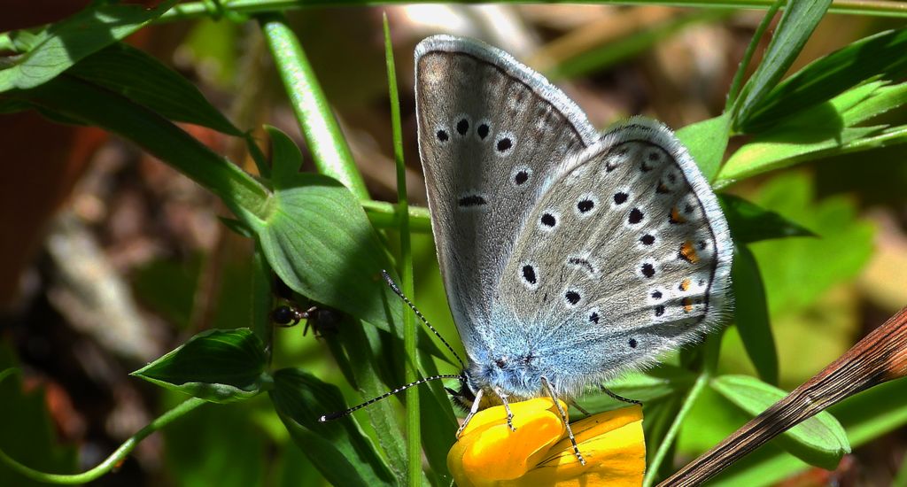 Modraszek amandus (Polyommatus amandus)