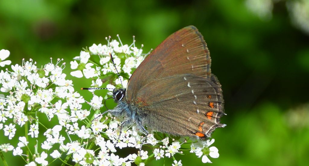 Ogończyk ostrokrzewowiec (Satyrium ilicis)