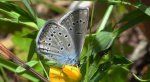 Modraszek amandus (Polyommatus amandus)