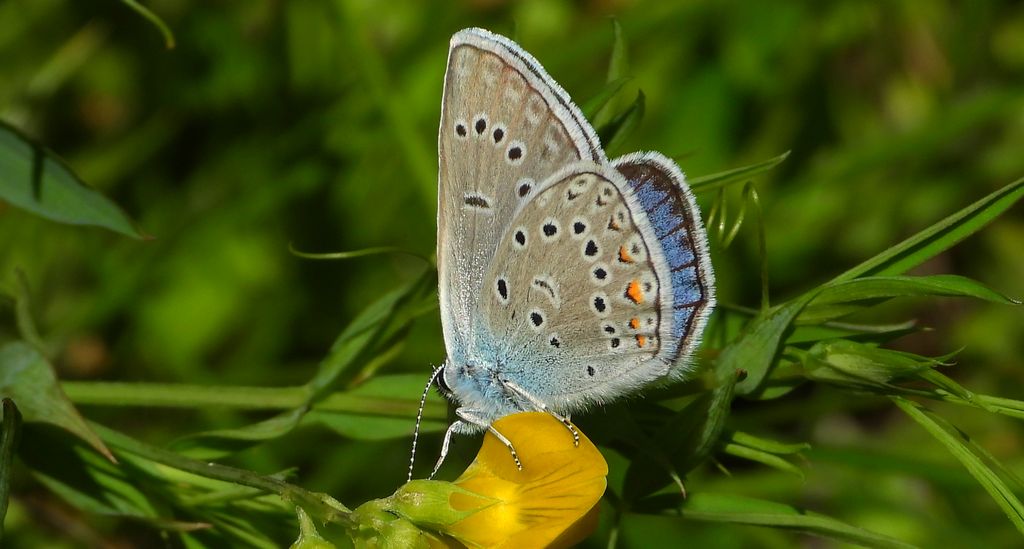 Modraszek amandus (Polyommatus amandus)