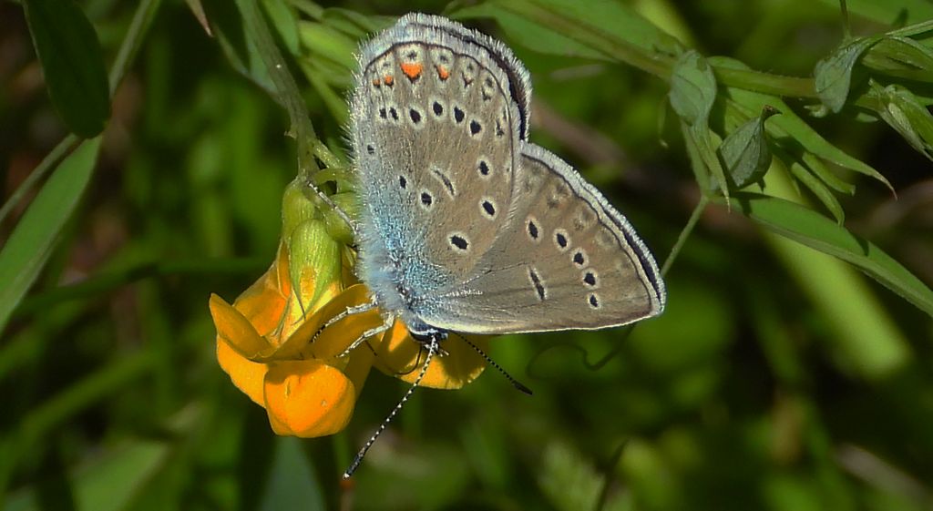 Modraszek amandus (Polyommatus amandus)