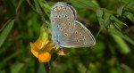 Modraszek amandus (Polyommatus amandus)