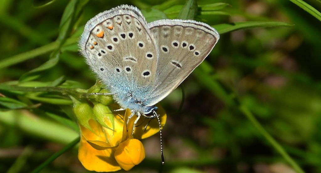 Modraszek amandus (Polyommatus amandus)