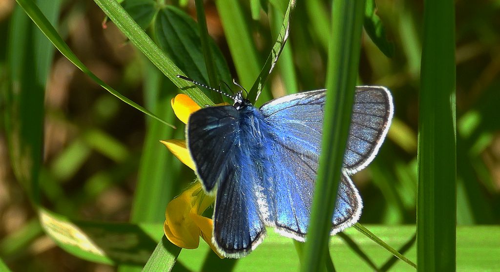 Modraszek amandus (Polyommatus amandus)