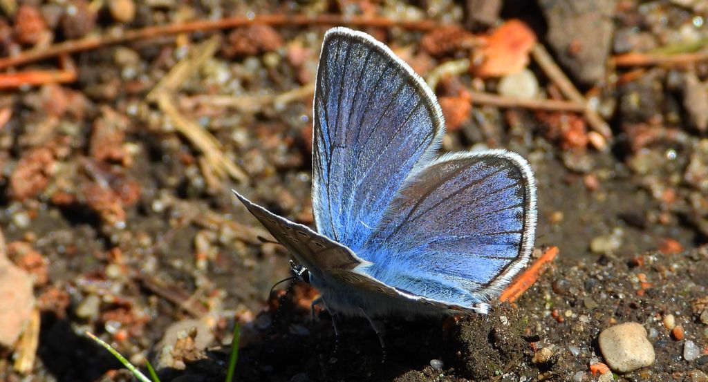 Modraszek amandus (Polyommatus amandus)