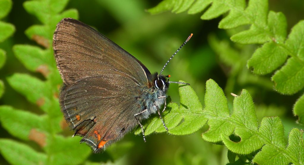 Ogończyk ostrokrzewowiec (Satyrium ilicis)